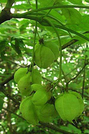 Staphylea pinnata \ Pimpernuss / Bladdernut, Kroatien/Croatia Medvednica 20.7.2007