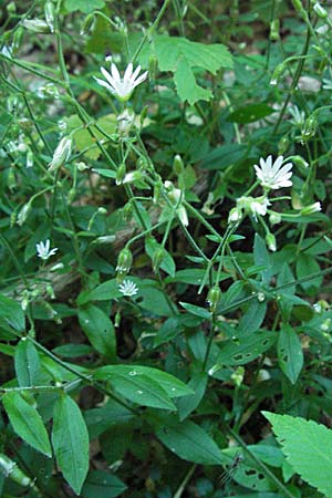 Cerastium sylvaticum \ Wald-Hornkraut / Wood Mouse-Ear, Kroatien/Croatia Učka 14.7.2007
