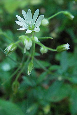 Cerastium sylvaticum \ Wald-Hornkraut / Wood Mouse-Ear, Kroatien/Croatia Učka 14.7.2007