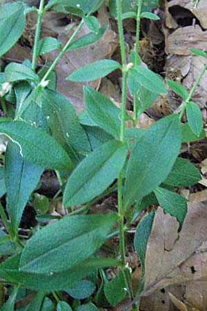 Cerastium sylvaticum \ Wald-Hornkraut / Wood Mouse-Ear, Kroatien/Croatia Učka 14.7.2007