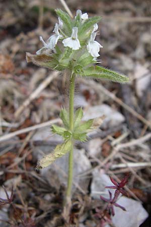 Sideritis romana \ R�misches Gliedkraut / Common Sideritis, Kroatien/Croatia &Scaron;ibenik 3.6.2008