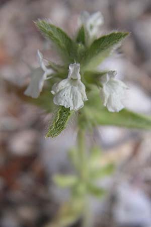 Sideritis romana \ R�misches Gliedkraut / Common Sideritis, Kroatien/Croatia &Scaron;ibenik 3.6.2008