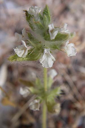 Sideritis romana \ R�misches Gliedkraut / Common Sideritis, Kroatien/Croatia &Scaron;ibenik 3.6.2008