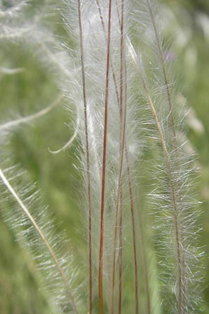 Stipa pennata agg. \ Grauscheidiges Federgras / Great Feather-Grass, Kroatien/Croatia Učka 28.6.2010