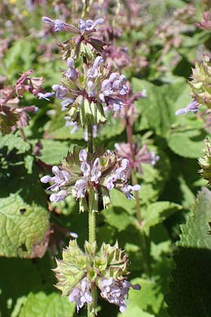 Salvia verticillata \ Quirl-Salbei / Whorled Sage, Kroatien/Croatia Učka 12.8.2016