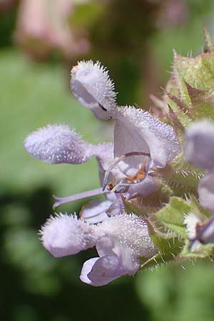 Salvia verticillata \ Quirl-Salbei / Whorled Sage, Kroatien/Croatia Učka 12.8.2016