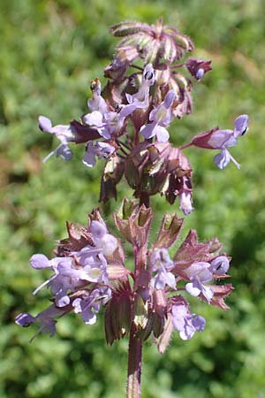 Salvia verticillata \ Quirl-Salbei / Whorled Sage, Kroatien/Croatia Risnjak 14.8.2016
