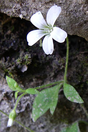 Saxifraga petraea \ Felsen-Steinbrech / Rock Saxifrage, Kroatien/Croatia Plitvička 1.6.2008