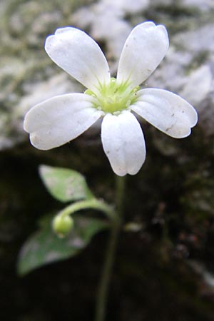 Saxifraga petraea \ Felsen-Steinbrech / Rock Saxifrage, Kroatien/Croatia Plitvička 1.6.2008