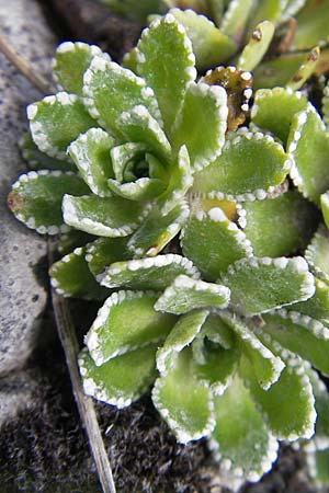 Saxifraga paniculata \ Rispen-Steinbrech, Trauben-Steinbrech / Livelong Saxifrage, Kroatien/Croatia Učka 28.6.2010