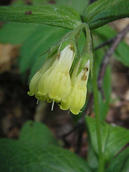 Symphytum tuberosum subsp. angustifolium \ Schmalbl&auml;ttriger Beinwell / Narrow-Leaved Comfrey, Kroatien/Croatia Velebit 1.6.2006
