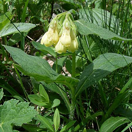 Symphytum tuberosum subsp. angustifolium \ Schmalbl&auml;ttriger Beinwell / Narrow-Leaved Comfrey, Kroatien/Croatia Velebit 4.6.2008