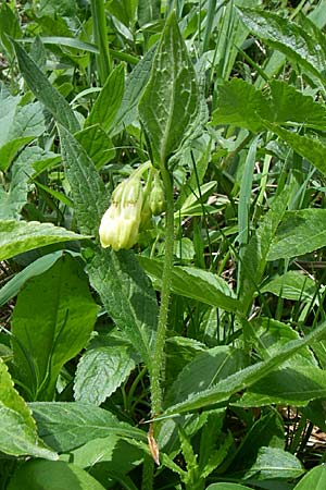 Symphytum tuberosum subsp. angustifolium \ Schmalbl&auml;ttriger Beinwell / Narrow-Leaved Comfrey, Kroatien/Croatia Velebit 4.6.2008