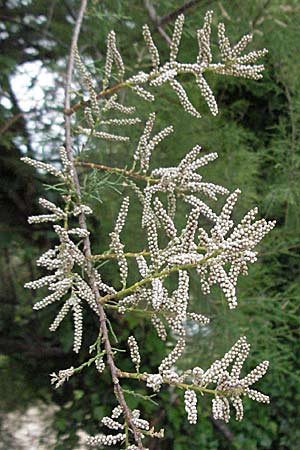 Tamarix parviflora \ Kleinbl&uuml;tige Tamariske / Smallflower Tamarisk, Kroatien/Croatia Istrien/Istria, Poreč 29.5.2006