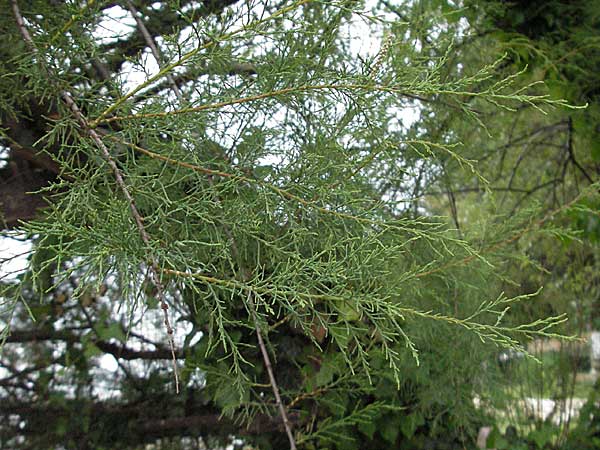 Tamarix parviflora \ Kleinbl&uuml;tige Tamariske / Smallflower Tamarisk, Kroatien/Croatia Istrien/Istria, Poreč 29.5.2006