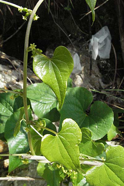 Dioscorea communis \ Schmerwurz / Black Bryony, Kroatien/Croatia Slunj 4.6.2006