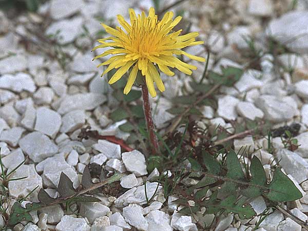 Taraxacum spec1 ? \ Lwenzahn, Kroatien Gruda 3.4.2006