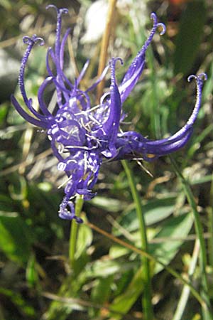 Phyteuma orbiculare \ Kugel-Rapunzel / Round-Headed Rampion, Kroatien/Croatia Velebit Zavizan 17.7.2007