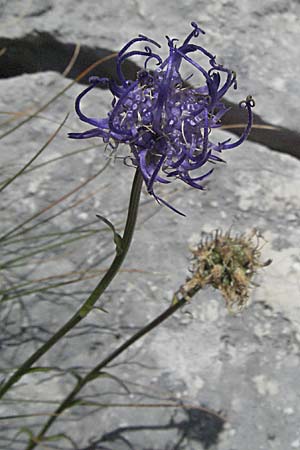 Phyteuma orbiculare \ Kugel-Rapunzel / Round-Headed Rampion, Kroatien/Croatia Gola Plješevica 18.7.2007