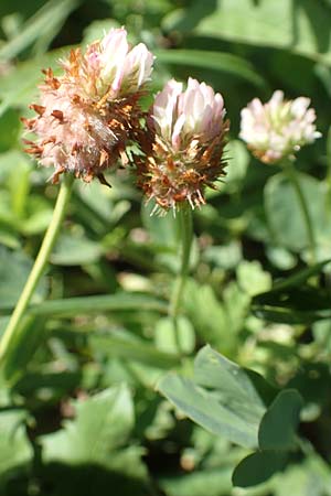 Trifolium fragiferum \ Erdbeer-Klee / Strawberry Clover, Kroatien/Croatia Istrien/Istria, Vrh 11.8.2016