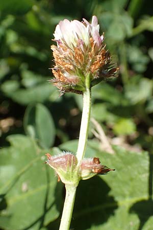 Trifolium fragiferum \ Erdbeer-Klee / Strawberry Clover, Kroatien/Croatia Istrien/Istria, Vrh 11.8.2016