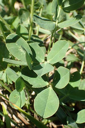 Trifolium fragiferum \ Erdbeer-Klee / Strawberry Clover, Kroatien/Croatia Istrien/Istria, Vrh 11.8.2016