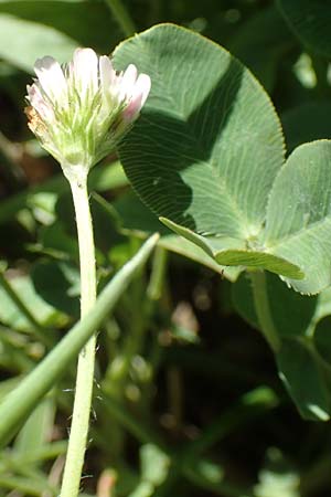 Trifolium fragiferum \ Erdbeer-Klee / Strawberry Clover, Kroatien/Croatia Istrien/Istria, Vrh 11.8.2016