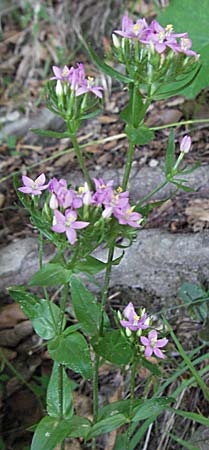 Centaurium erythraea \ Echtes Tausendgldenkraut / Common Centaury, Kroatien/Croatia Plitvička 19.7.2007