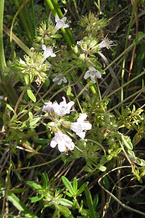 Thymus longicaulis \ Kaskaden-Thymian, Langstngeliger Thymian / Thyme, Kroatien/Croatia Istrien/Istria, Poreč 26.5.2006