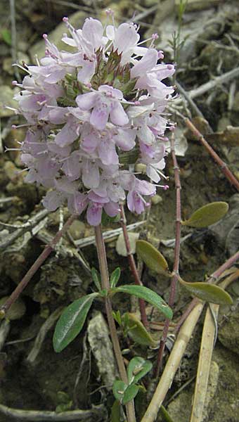 Thymus longicaulis \ Kaskaden-Thymian, Langstngeliger Thymian / Thyme, Kroatien/Croatia Istrien/Istria, Gračišće 27.5.2006