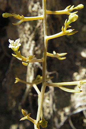 Thesium divaricatum \ Sparriger Bergflachs, Sparriges Leinblatt / Branched Bastard Toadflax, Kroatien/Croatia Istrien/Istria, Grači&scaron;će 15.7.2007
