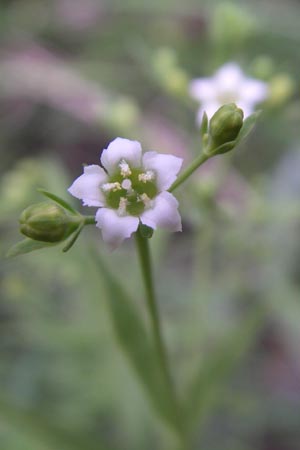 Thesium divaricatum \ Sparriger Bergflachs, Sparriges Leinblatt / Branched Bastard Toadflax, Kroatien/Croatia Plitvička 1.6.2008