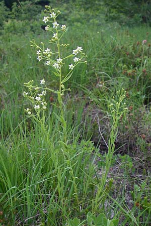 Thesium divaricatum \ Sparriger Bergflachs, Sparriges Leinblatt / Branched Bastard Toadflax, Kroatien/Croatia Plitvička 1.6.2008