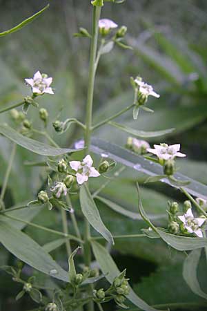 Thesium bavarum \ Bayerischer Bergflachs, Bayerisches Leinblatt / Bavarian Bastard Toadflax, Kroatien/Croatia Učka 6.6.2008
