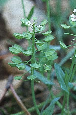 Microthlaspi perfoliatum \ hrchen-Kleintschelkraut, Stngelumfassendes Hellerkraut / Perfoliate Penny-Cress, Claspleaf Penny-Cress, Kroatien/Croatia Pelješac, Pijavicino 4.4.2006