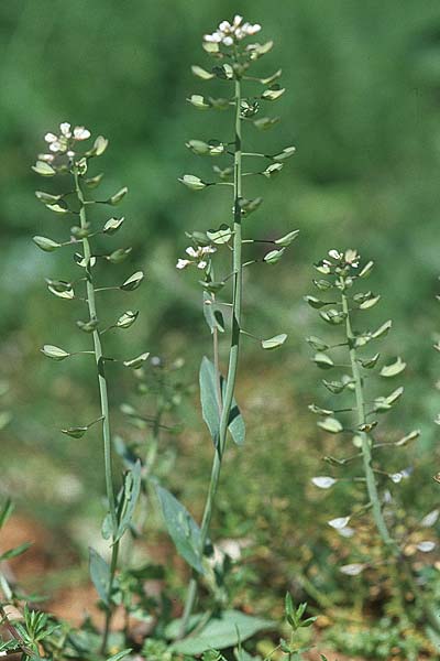 Microthlaspi perfoliatum \ hrchen-Kleintschelkraut, Stngelumfassendes Hellerkraut / Perfoliate Penny-Cress, Claspleaf Penny-Cress, Kroatien/Croatia Šibenik 8.4.2006