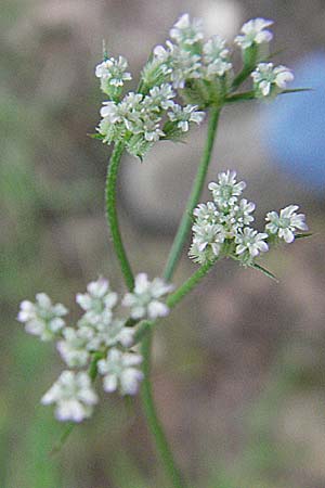 Torilis arvensis \ Acker-Klettenkerbel / Spreading Hedge Parsley, Kroatien/Croatia Istrien/Istria, Limski Fjord 29.5.2006