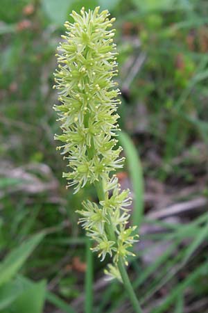 Tofieldia calyculata \ Gewhnliche Simsenlilie / Mountain Scottish Asphodel, Kroatien/Croatia Plitvička 1.6.2008