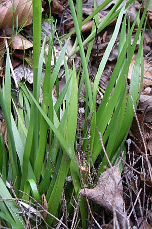 Tofieldia calyculata \ Gewhnliche Simsenlilie / Mountain Scottish Asphodel, Kroatien/Croatia Plitvička 1.6.2008