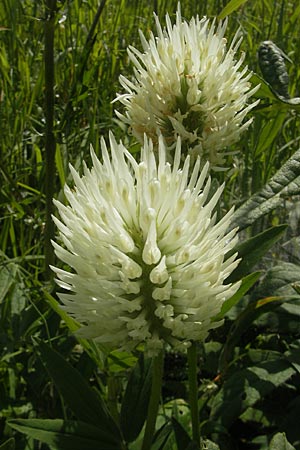 Trifolium pannonicum \ Ungarischer Klee / Hungarian Clover, Kroatien/Croatia Otočac 30.6.2010