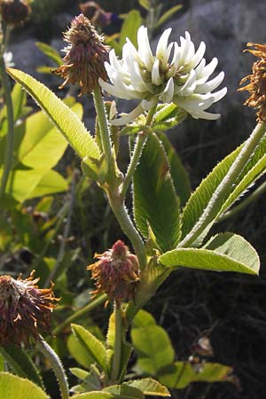 Trifolium pannonicum ? \ Ungarischer Klee / Hungarian Clover, Kroatien/Croatia Velebit 19.8.2016