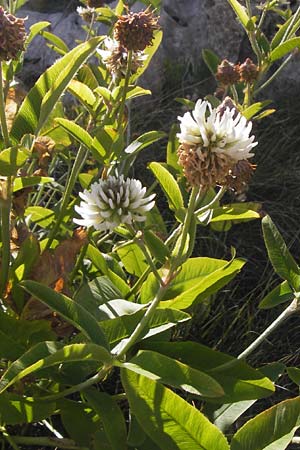 Trifolium pannonicum ? \ Ungarischer Klee / Hungarian Clover, Kroatien/Croatia Velebit 19.8.2016