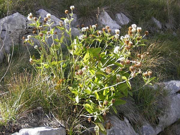 Trifolium pannonicum ? \ Ungarischer Klee / Hungarian Clover, Kroatien/Croatia Velebit 19.8.2016