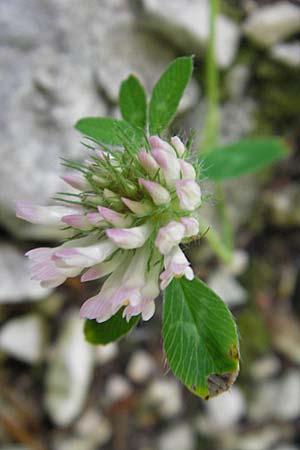 Trifolium scabrum \ Rauer Klee / Rough Clover, Kroatien/Croatia Učka 28.6.2010
