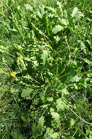 Taraxacum specD ? \ L�wenzahn / Dandelion, Kroatien/Croatia Istrien/Istria, Ičići 16.8.2016