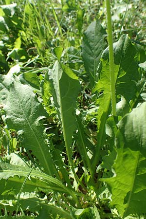 Taraxacum specD ? \ L�wenzahn / Dandelion, Kroatien/Croatia Istrien/Istria, Ičići 16.8.2016