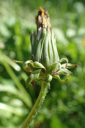 Taraxacum specD ? \ L�wenzahn / Dandelion, Kroatien/Croatia Istrien/Istria, Ičići 16.8.2016