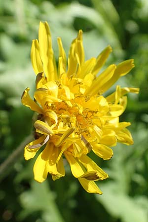 Taraxacum specD ? \ L�wenzahn / Dandelion, Kroatien/Croatia Istrien/Istria, Ičići 16.8.2016