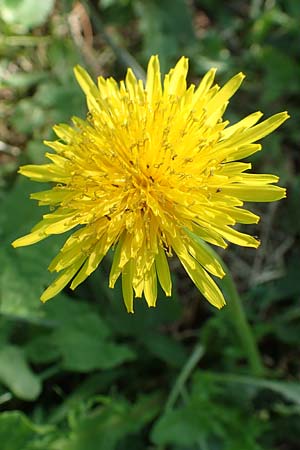 Taraxacum specD ? \ L�wenzahn / Dandelion, Kroatien/Croatia Istrien/Istria, Ičići 16.8.2016