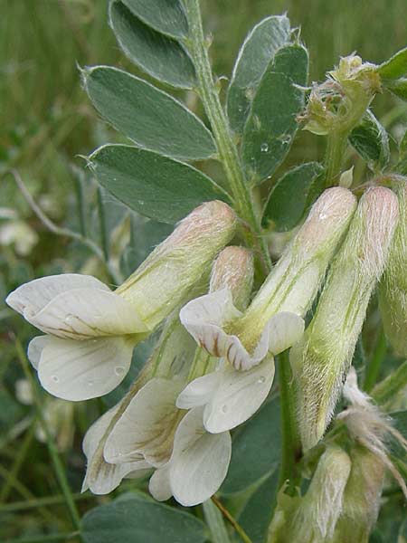 Vicia pannonica subsp. pannonica \ Ungarische Wicke / Hungarian Vetch, Kroatien/Croatia Istrien/Istria, Zminj 5.6.2008